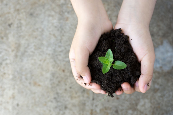 Holding Plant