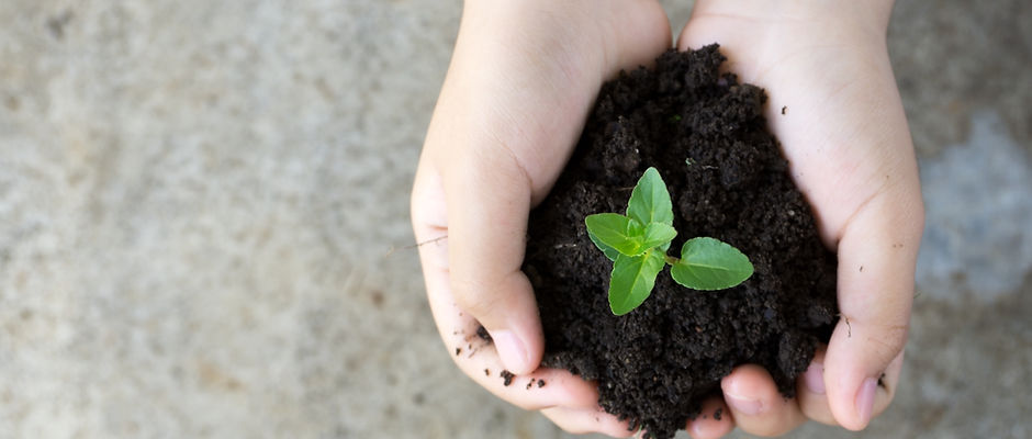 Holding Plant