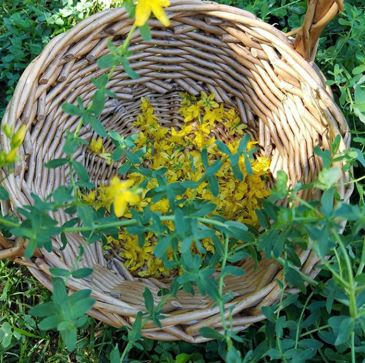 Getting To Know St. John and His Wort