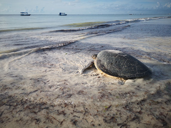 CM_nesting_20190406_072622©Joana Hancock.jpg