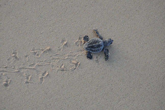 CC_hatchling_CV_2017_0668©Joana Hancock.jpg
