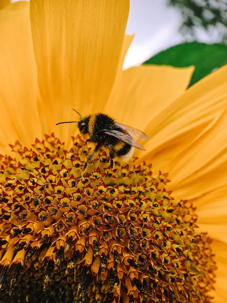 Bee on a vibrant yellow sunflower collecting pollen. The intricate patterns of the flower's center are visible, creating a warm, natural scene.