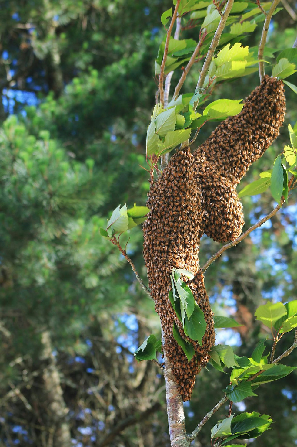 A swarm of bees on a tree