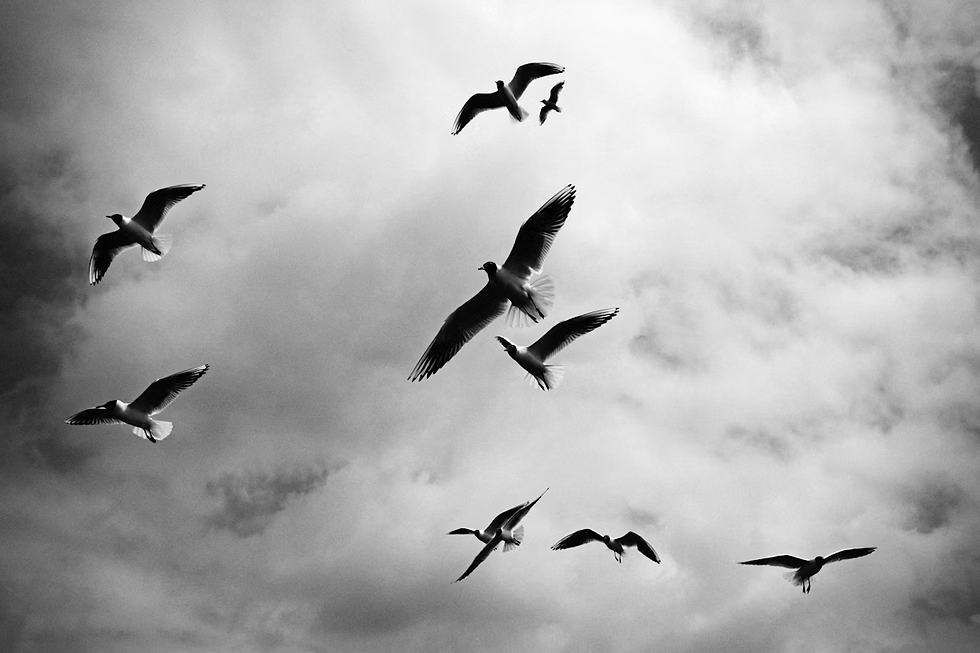 Black and white image of eight seagulls soaring against a cloudy sky, creating a sense of freedom and movement.
