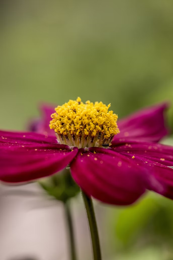Close-up of a vibrant magenta flower with a yellow center, sprinkled with pollen, set against a soft-focus green background, evoking tranquility.