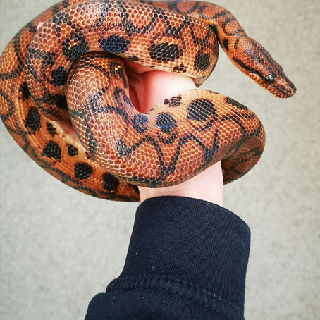 A person holding a coiled up red/brown snake 