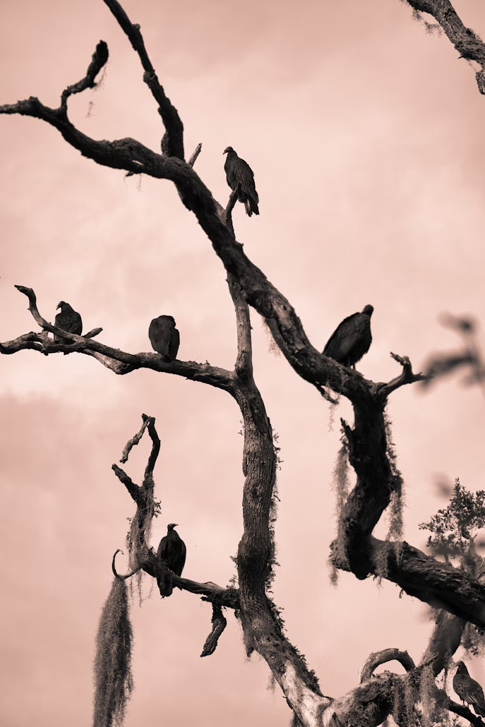 Silhouetted vultures perch on a gnarled, leafless tree against a sepia-toned sky, creating a somber and eerie atmosphere.