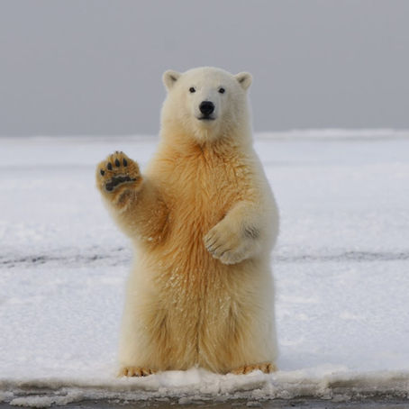 A polar bear on ice raising a paw
