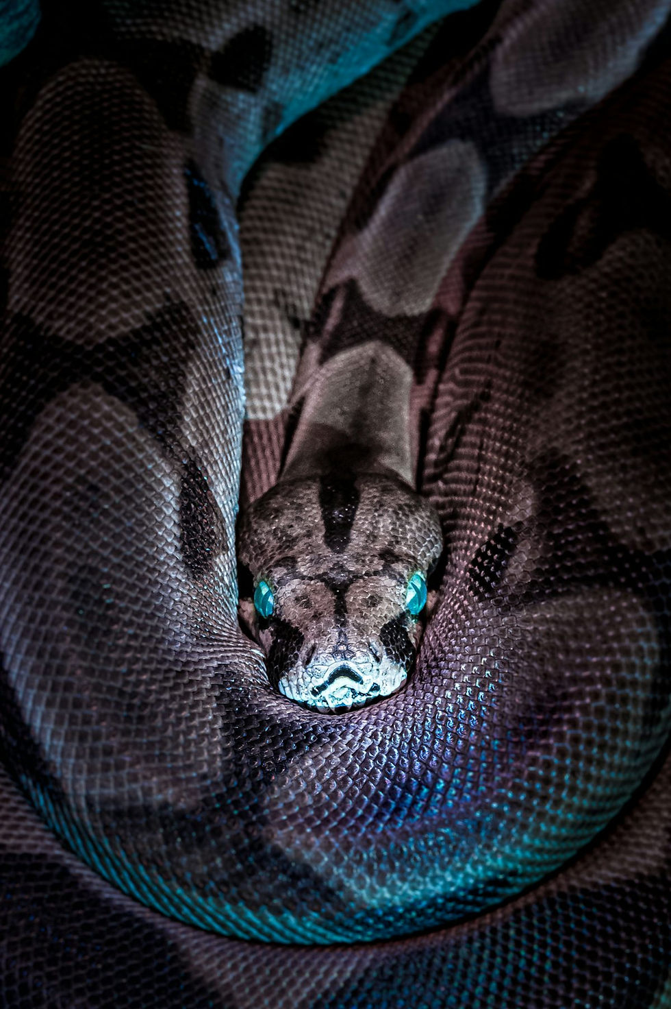 A brown and black snake coiled up with bright blue eyes