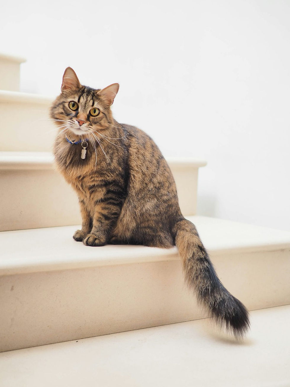 A tabby cat with a collar sitting on white stairs