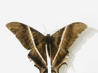A brown moth with black and white accents on a white background