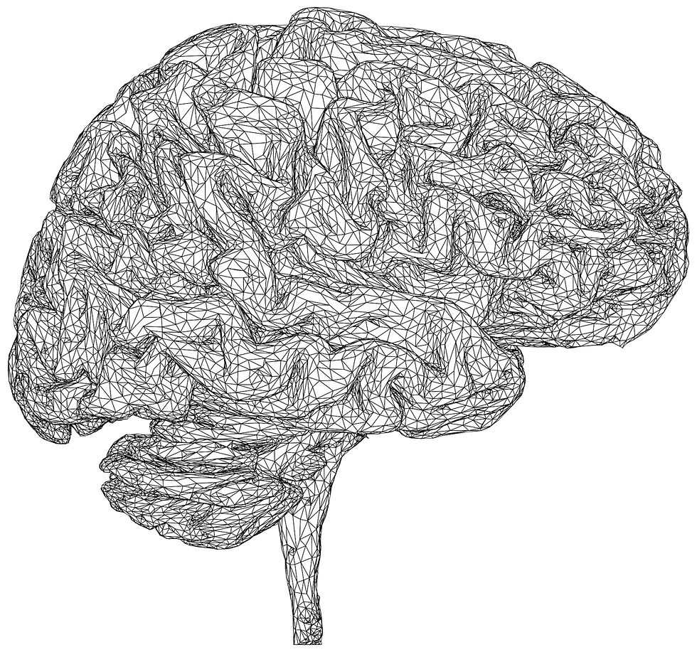 A line drawing of a brain