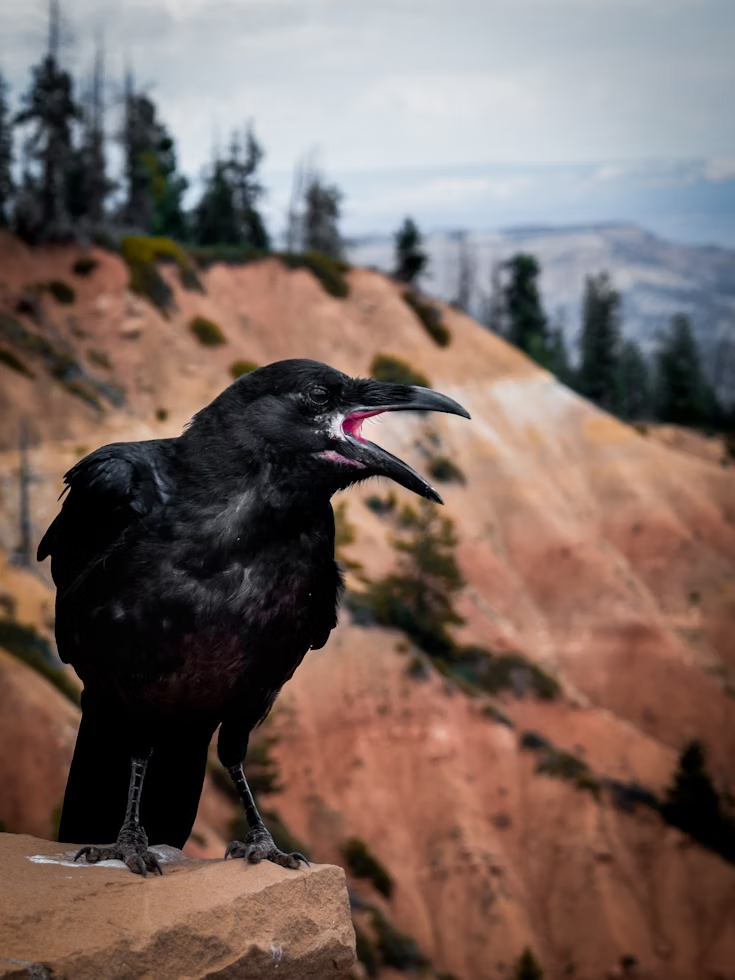 A black crow with an open beak stands on a rock ledge. Background shows a rugged canyon landscape with trees and cloudy sky.