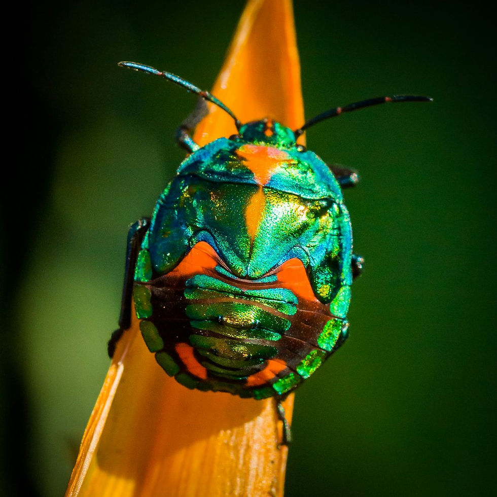A brightly colored green and orange beetle on a leaf