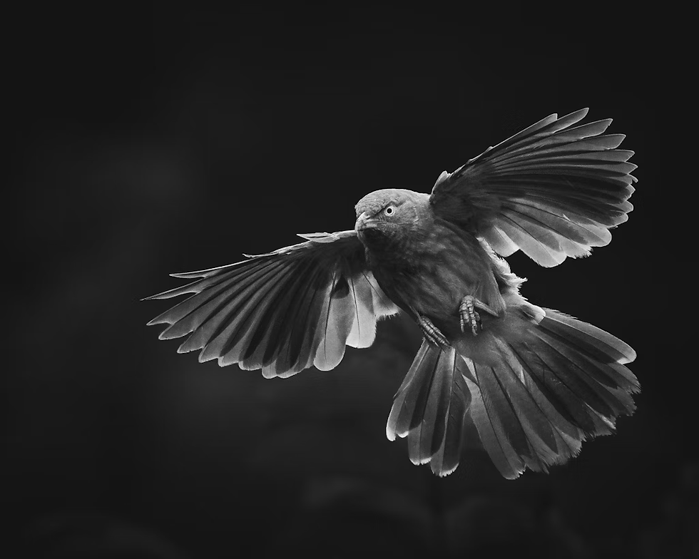 A bird with outstretched wings hovers mid-air in a dramatic black-and-white photo, highlighting the intricate feather details against a dark background.
