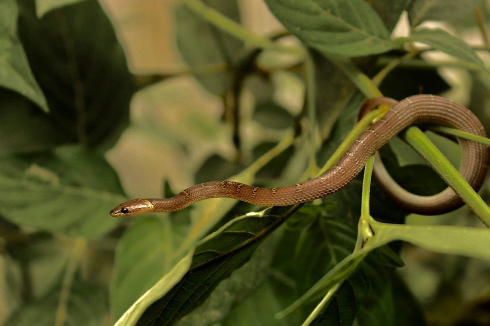 A small brown snake on a leaf