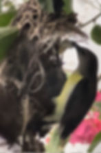 ree