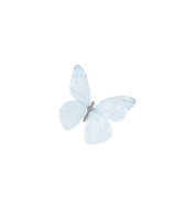 flflyfly-removebg-preview_edited_edited.