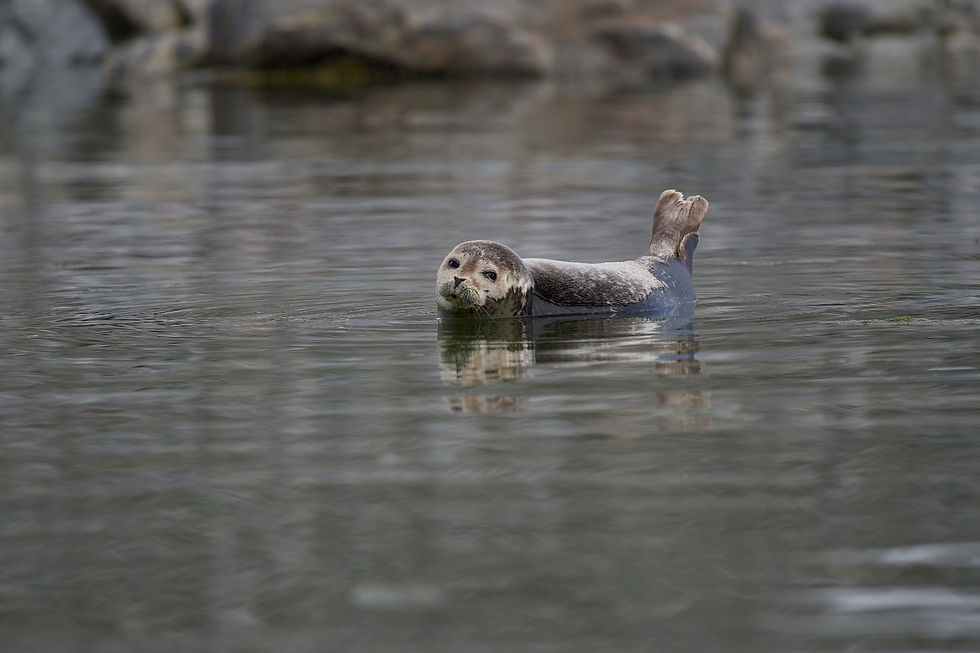 Cucciolo di foca comune Svalbard