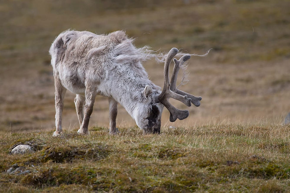 Renna delle Svalbard perdita del manto invernale