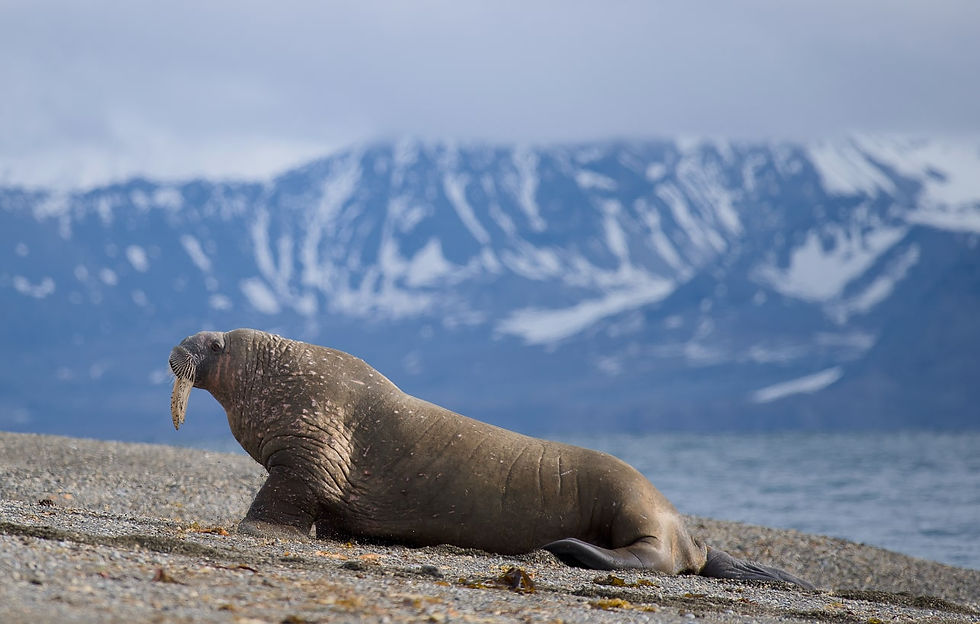 Tricheco Svalbard