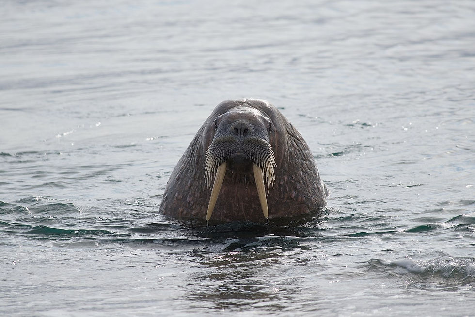 Tricheco Svalbard