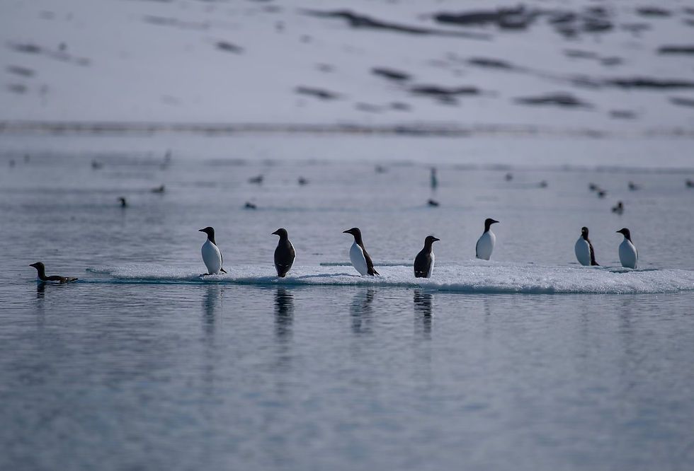 THICK BILLED MURRE (Uria Lomvia) - Svalbard