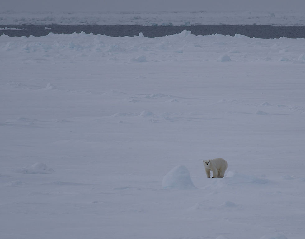 Orso polare sul pack 81° Nord Svalbard