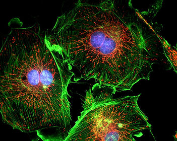 cellules, biologie, noyau, ADN