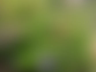 수국으로 물들어 가는 6월의 회복정원