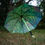 Thumbnail: Umbrella "Hyperspace"