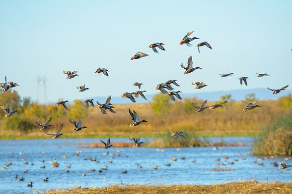 Flock of mallard duck male drakes flying.jpg
