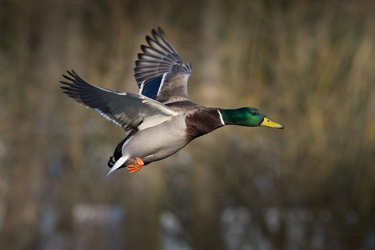 Mallard duck in flight.jpg