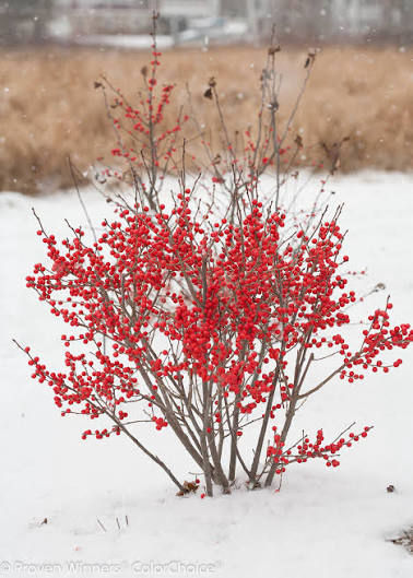 Thumbnail: BERRY POPPINS® HOLLY — Heavy Berries, Compact Form, Four-Season Structure (Quart