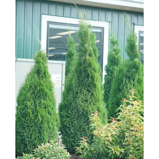 Thumbnail: North Pole® Arborvitae — 1 Gallon Proven Winners® ColorChoice® Evergreen