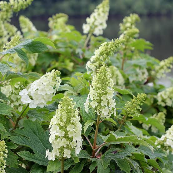 Thumbnail: Gatsby Gal® Oakleaf Hydrangea
