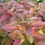Thumbnail: Let’s Dance® Lovable Hydrangea Hydrangea of the Year • 2026