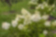 Thumbnail: Value Bundle 10 Tardiva Hydrangeas 