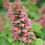 Thumbnail: Gatsby Pink® Oakleaf Hydrangea — 4” Proven Winners® ColorChoice® Shrub