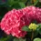 Thumbnail: Let’s Dance® Lovable Hydrangea Hydrangea of the Year • 2026