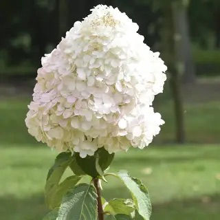 Thumbnail: Value Bundle 10 ‘Grandiflora’ Hydrangea 
