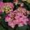 Thumbnail: Let’s Dance Can Do!® Reblooming Hydrangea — 4” Pot