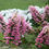 Thumbnail: Gatsby Pink® Oakleaf Hydrangea — 4” Proven Winners® ColorChoice® Shrub