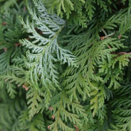 Thumbnail: Soft Serve® False Cypress — Deep Root Quart Proven Winners® ColorChoice® Evergre