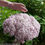 Thumbnail: Incrediball® Blush Smooth Hydrangea — 4” Proven Winners® ColorChoice® Shrub