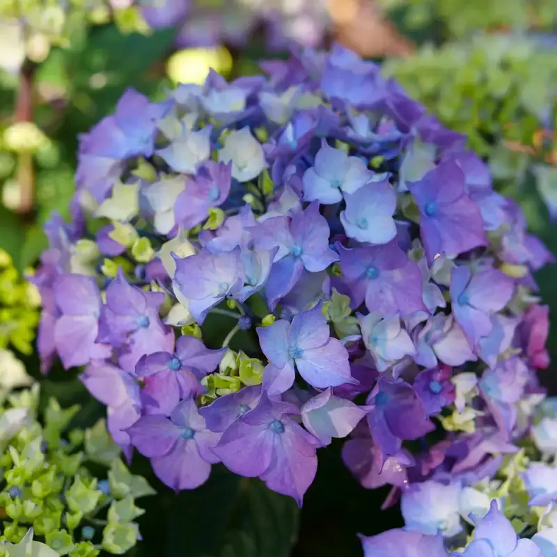 Thumbnail: Let’s Dance® Lovable Hydrangea Hydrangea of the Year • 2026