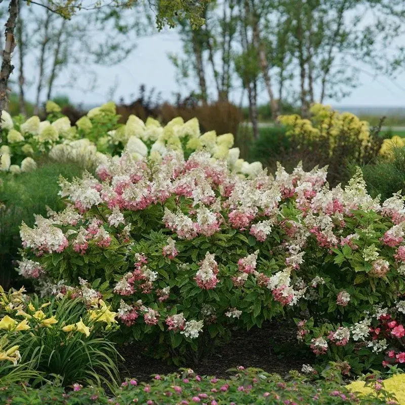 Thumbnail: Pinky Winky® Hydrangea — 1 Gallon Panicle Hydrangea