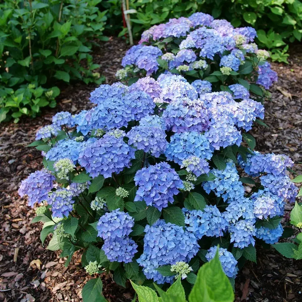 Let’s Dance® Lovable Hydrangea Hydrangea of the Year • 2026