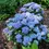 Thumbnail: Let’s Dance® Lovable Hydrangea Hydrangea of the Year • 2026