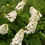Thumbnail: Gatsby Pink® Oakleaf Hydrangea — 4” Proven Winners® ColorChoice® Shrub